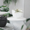 White sculptural hand planter holding green air plant