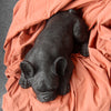 Sleeping Frenchie - Black