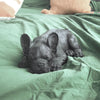 Sleeping Frenchie - Black