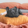 Sleeping Frenchie - Black